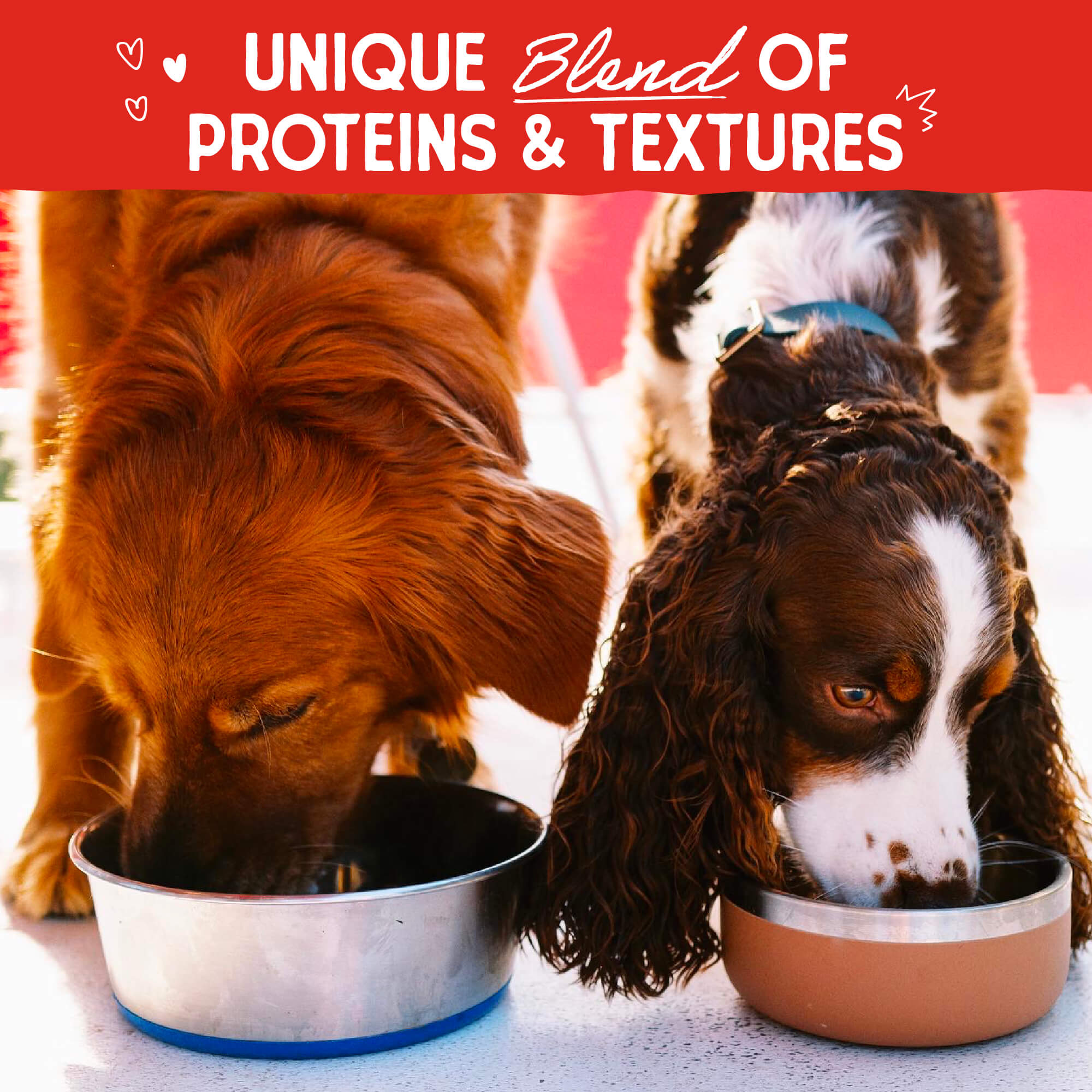 Cage-Free Recipe with Pumpkin & Quinoa Raw Blend Baked Kibble with Grains