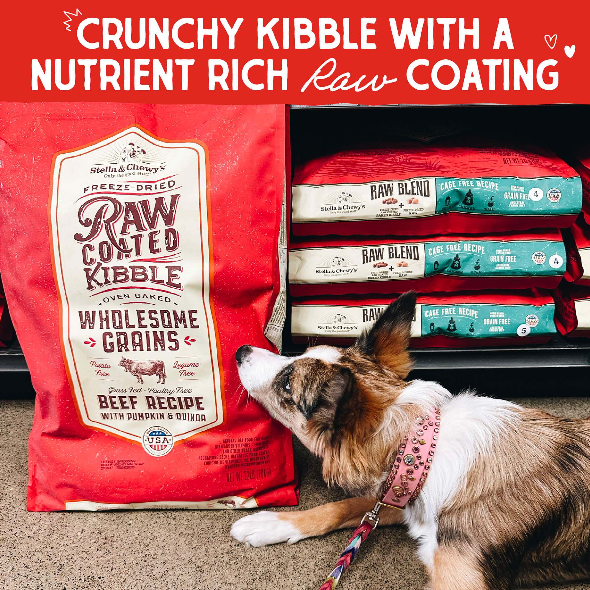 Beef Recipe with Pumpkin & Quinoa Raw Coated Kibble Wholesome Grains