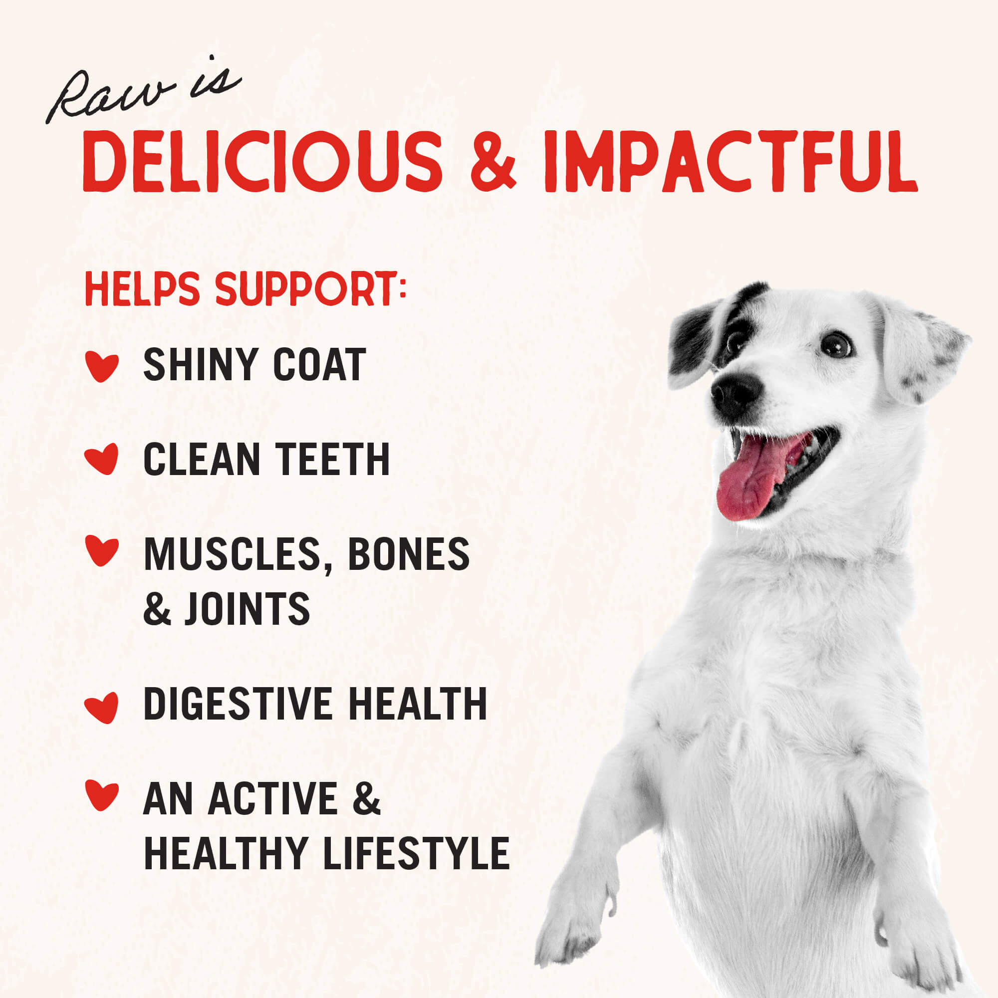 Beef Recipe with Pumpkin & Quinoa Raw Coated Kibble Wholesome Grains