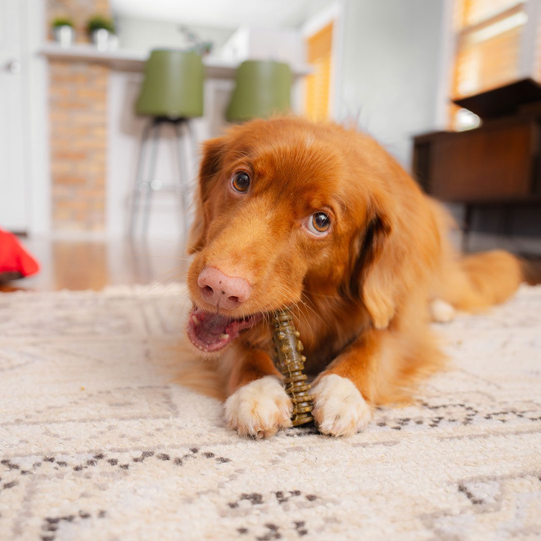 Dental Delights Large Dog Dental Treats