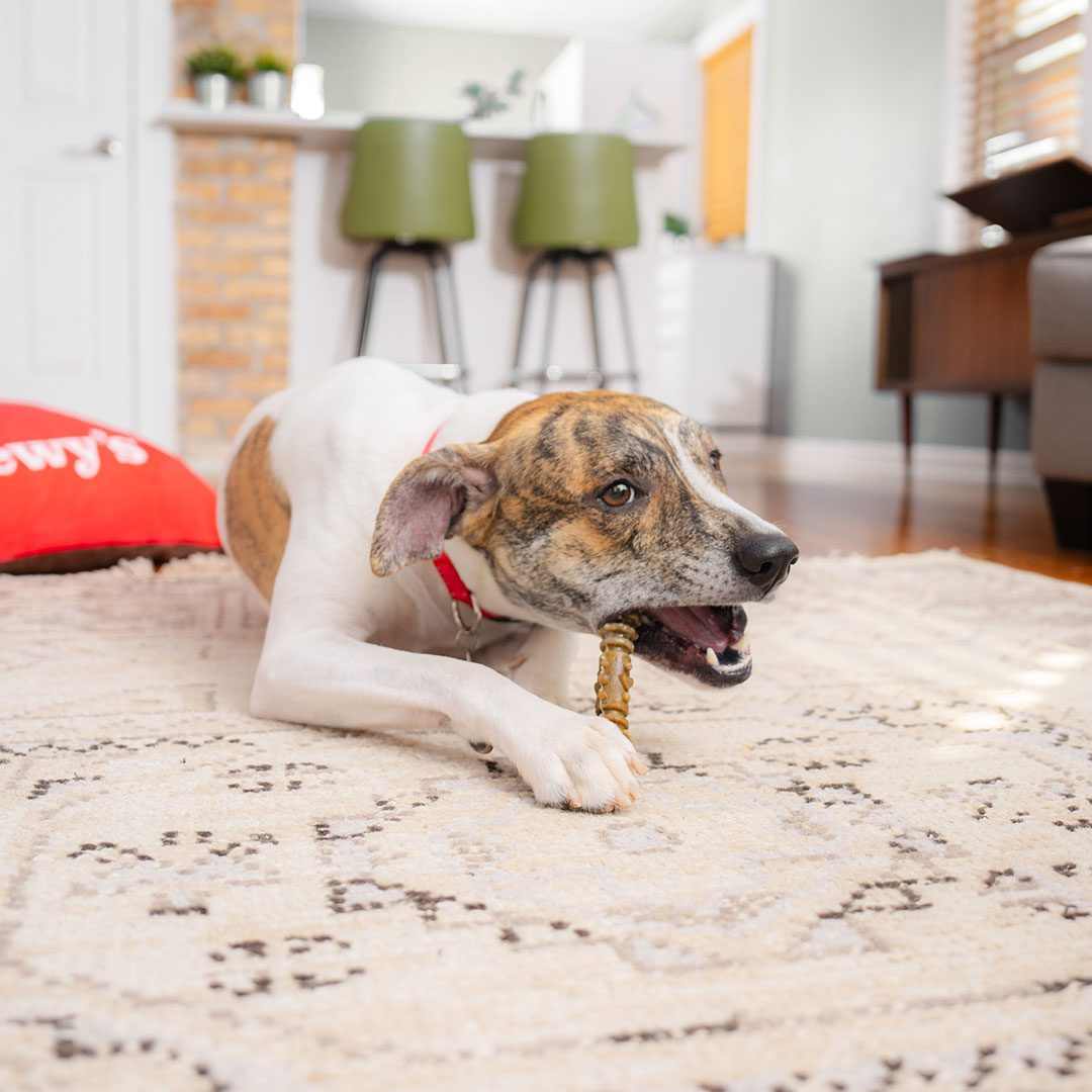 Dental Delights Medium Dog Dental Treats